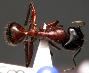 Camponotus ligniperdus - Dessus