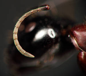 Camponotus ligniperdus - Funicules