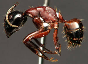 Camponotus ligniperdus - Profil