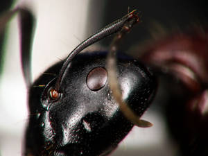 Camponotus ligniperdus - Scape