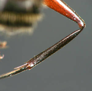 Camponotus ligniperdus - Tibia éperon
