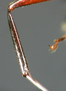 Camponotus ligniperdus - Tibia