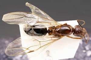 Camponotus sylvaticus - Dessus
