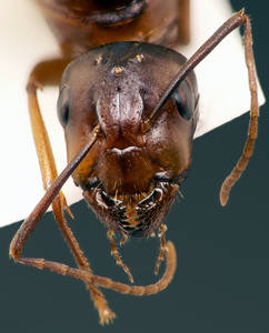Camponotus sylvaticus - Face