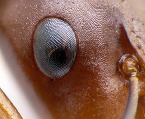 Camponotus sylvaticus - Œil
