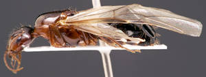 Camponotus sylvaticus - Profil