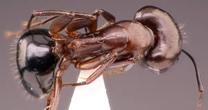 Camponotus sylvaticus - Dessus