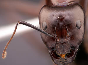 Camponotus sylvaticus - Vue taxonomique