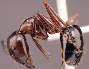 Camponotus sylvaticus - Profil