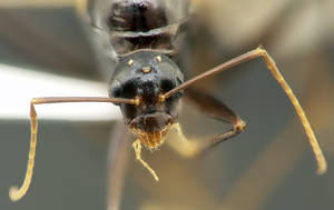Camponotus sylvaticus - Face