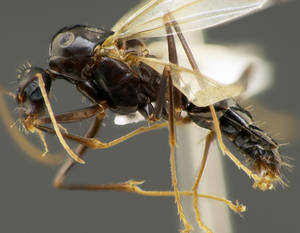 Camponotus sylvaticus - Profil