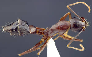 Camponotus sylvaticus - Dessus