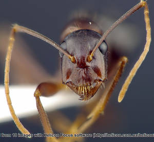 Camponotus sylvaticus - Face