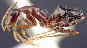 Camponotus sylvaticus - Profil