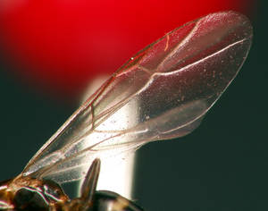 Camponotus truncatus - Aile