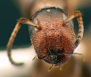 Camponotus truncatus - Vue taxonomique
