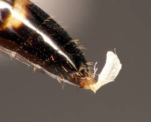 Camponotus truncatus - Gastre