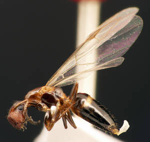 Camponotus truncatus - Profil