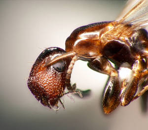 Camponotus truncatus - Profil tête