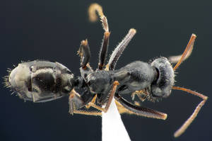 Cataglyphis cursor - Dessus