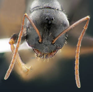 Cataglyphis cursor - Vue taxonomique