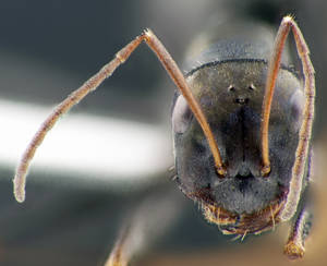 Cataglyphis piliscapa - Vue taxonomique