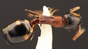 Dolichoderus quadripunctatus - Dessus