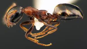 Dolichoderus quadripunctatus - Profil