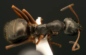 Formica fusca - Dessus