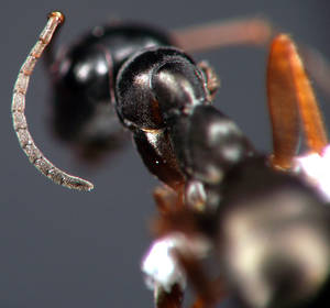 Formica fusca - Funicules