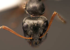 Formica fusca - Occiput
