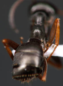 Formica fusca - Pétiole