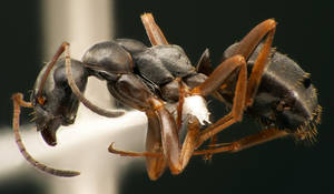 Formica fusca - Profil