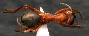 Formica polyctena - Dessus