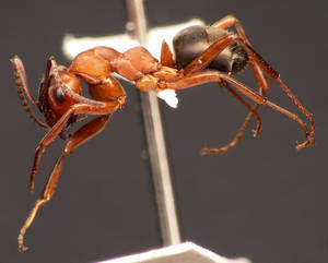 Formica polyctena - Profil