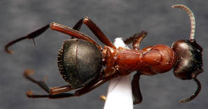 Formica sanguinea - Dessus