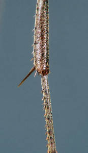 Formica sanguinea - Éperon