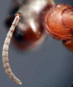 Formica sanguinea - Funicules