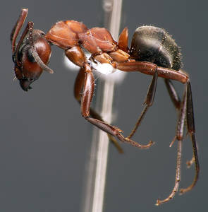 Formica sanguinea - Profil