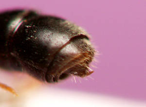 Hypoponera eduardi - Dard