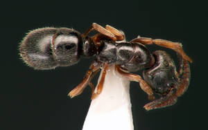 Hypoponera eduardi - Dessus