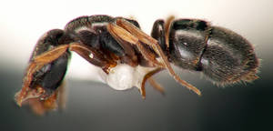 Hypoponera eduardi - Profil