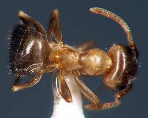 Lasius brunneus - Dessus