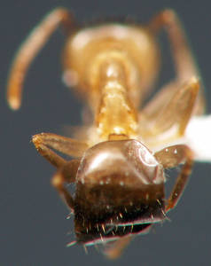 Lasius brunneus - Pétiole arrière