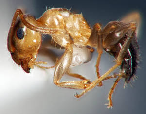 Lasius brunneus - Profil