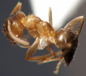 Lasius brunneus - Thorax