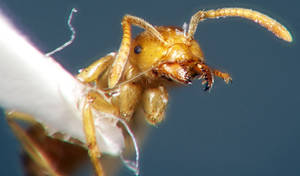 Lasius flavus - Vue taxonomique