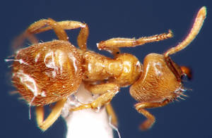 Lasius flavus - Dessus