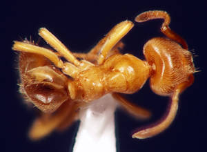 Lasius flavus - Dessus