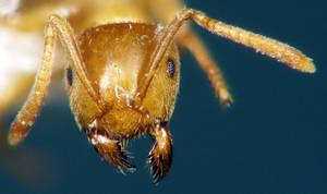 Lasius flavus - Face